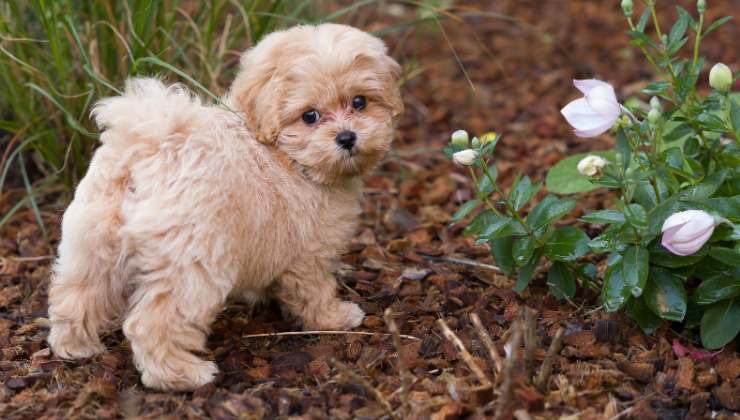 cagnolino in giardino con fiori