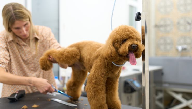 un cane Barboncino dal toelettatore