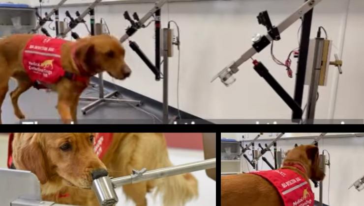 cane annusa i tumori