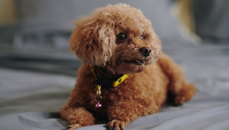 cane barboncino sul letto