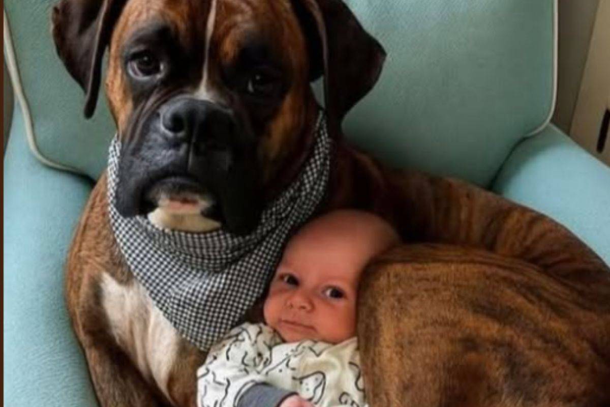 “Ti tengo al sicuro”: la dolce missione di un cane straordinario