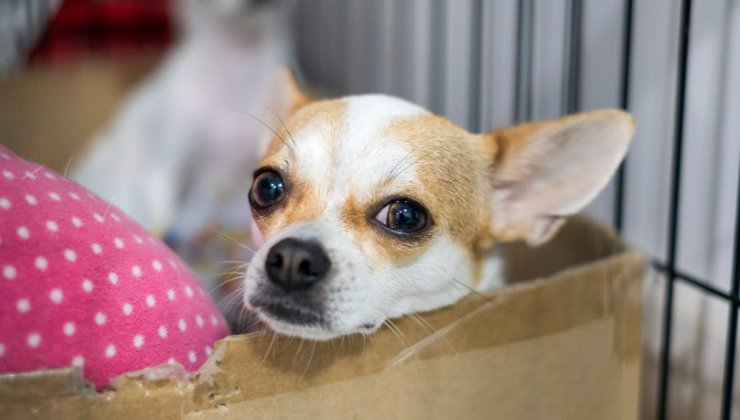 cane che viaggiava sull'elicottero