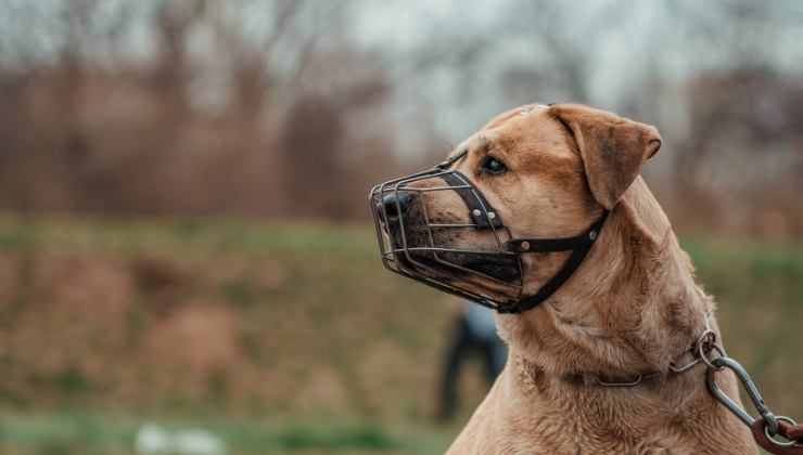 cane con museruola