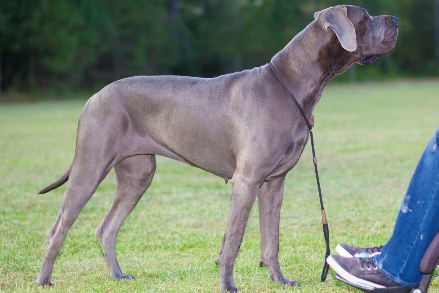 cane con persona sulla sedia a rotelle