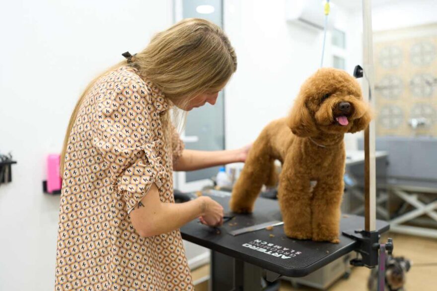 cane dal toelettatore