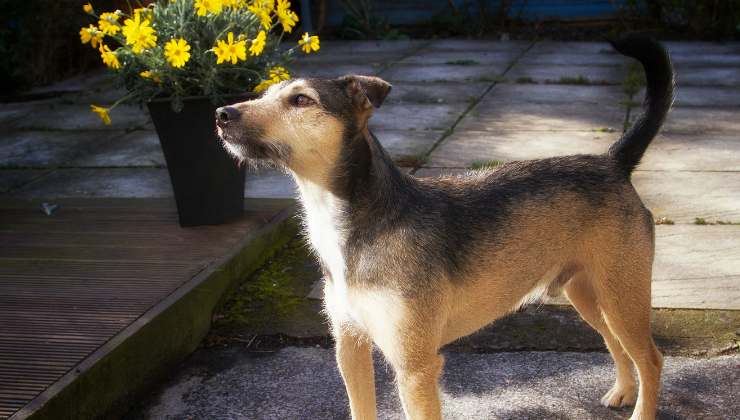 cane davanti al vaso di fiori