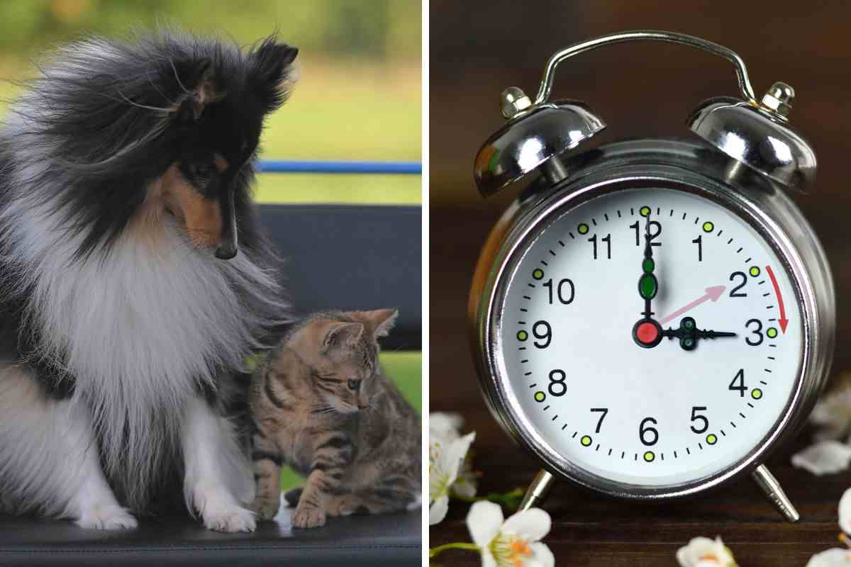 cane e gatto ora legale