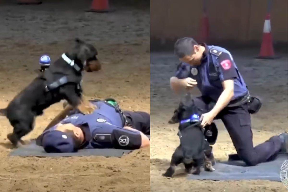Il cane che salva il poliziotto con il massaggio cardiaco? Il video è vero, ma la storia non è quella che sembra