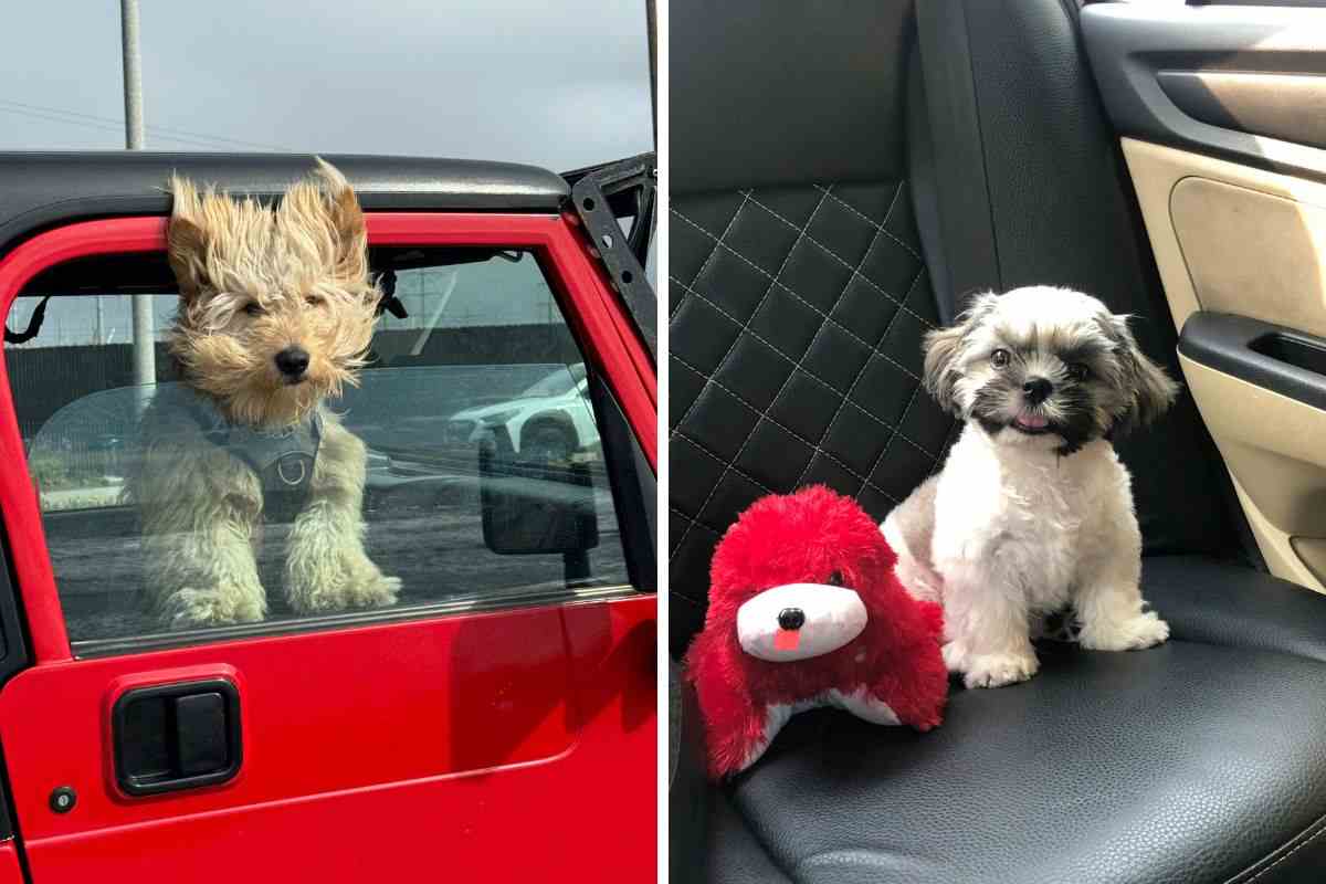 cane lasciato in auto