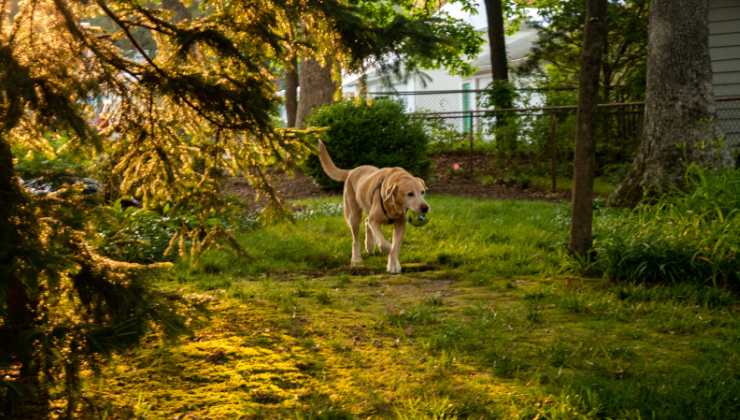 cane in giardino