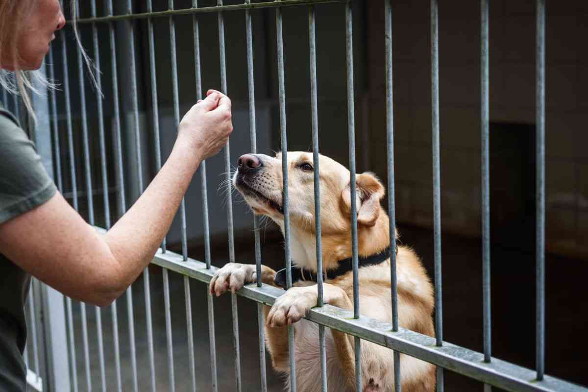 cane nel rifugio