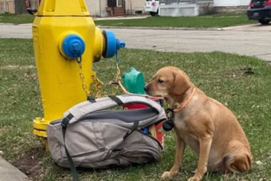 cane legato a idrante