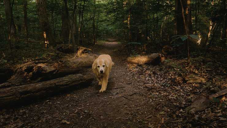 cane nel bosco