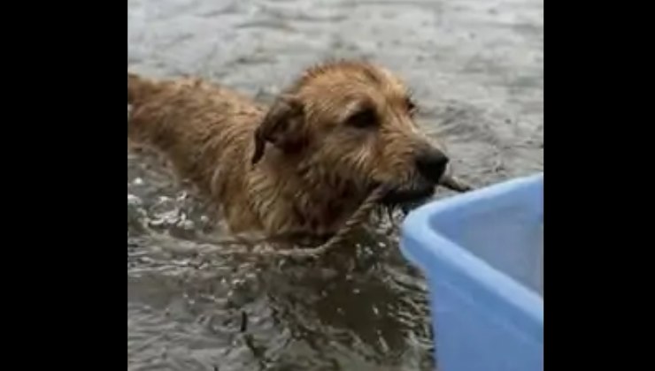 il cane salva i gattini durante l'alluvione