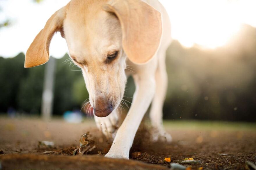 cane scava nel terreno
