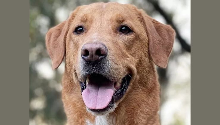 cane scopre la malattia della sua umana