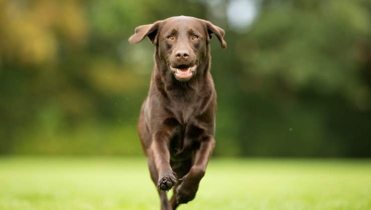 cane scopre la malattia dell'umana