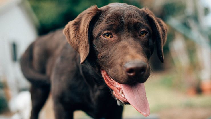 cane scopre la malattia