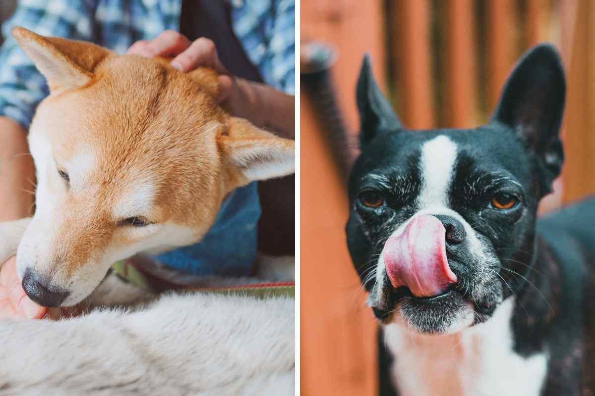 cane lecca zampe e muso