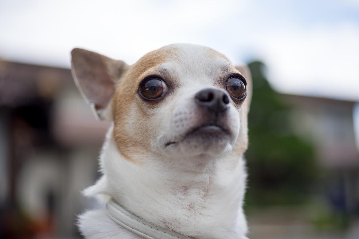 cane sopravvissuto al disastro aereo
