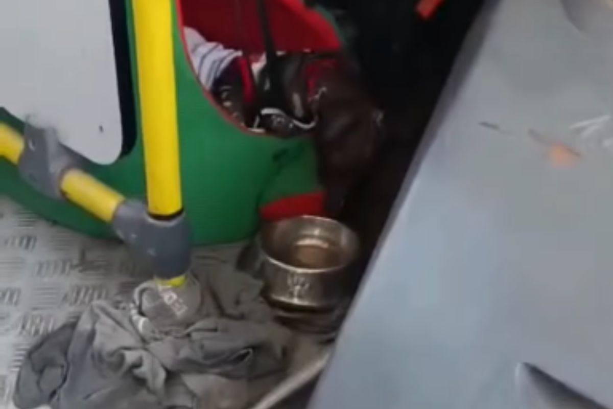 cane sotto sedile del bus