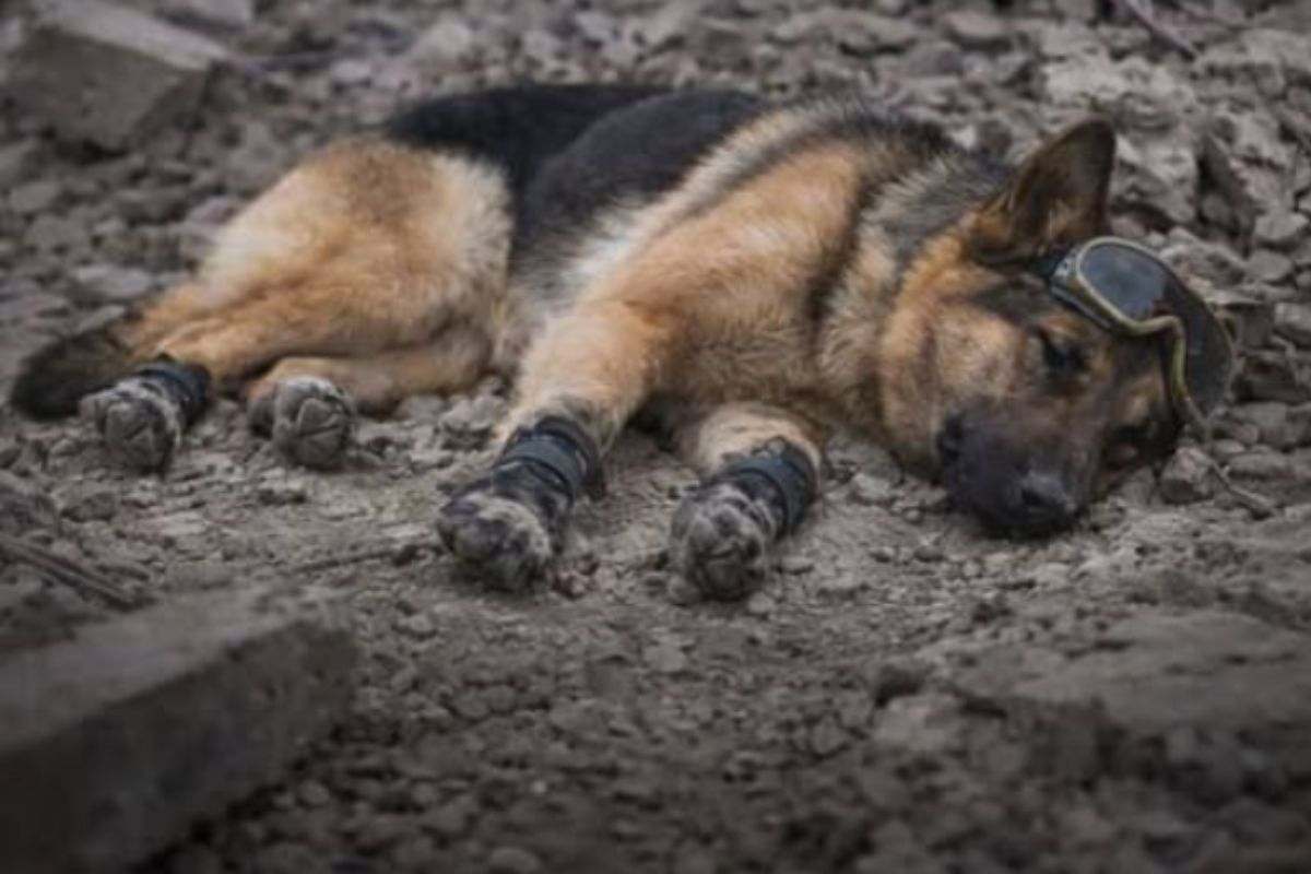 Cane eroe ha salvato tre persone… poi non ce l’ha fatta a restare in piedi