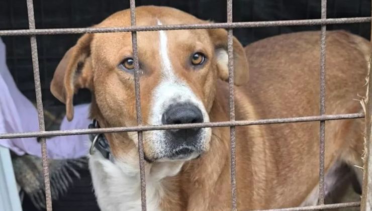 cane torturato cerca famiglia