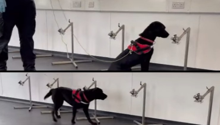 cani annusano i tumori