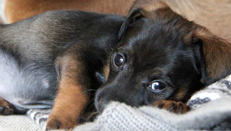 cuccioli della cagnolina randagia