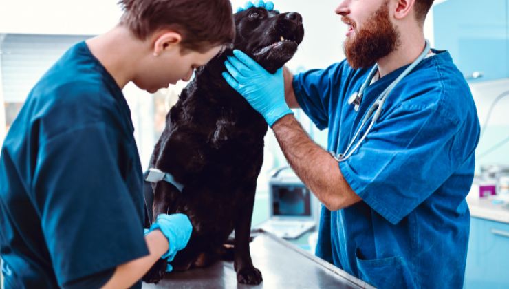 due veterinari curano un cane