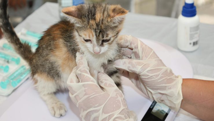 gattino dal veterinario