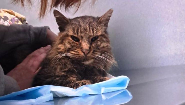 gattino di Colleferro ucciso con un calcio