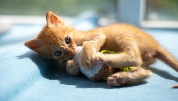 gattino sull’asfalto rovente