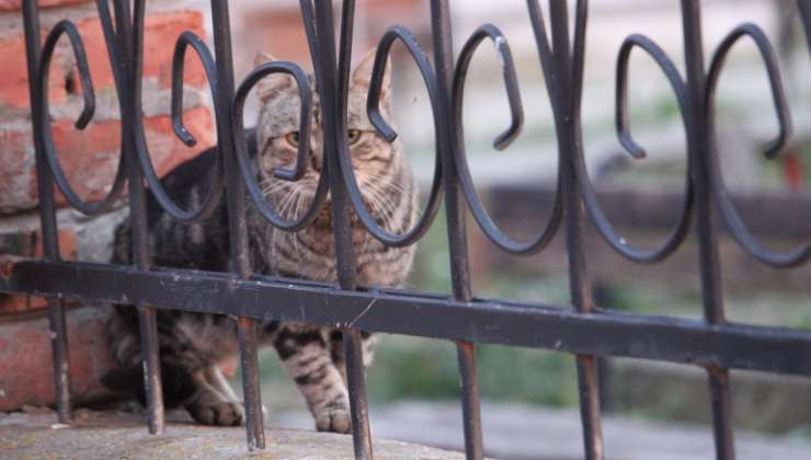 gatto al cimitero