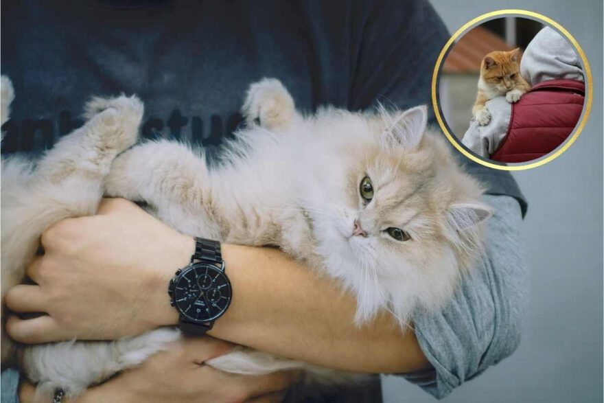 gatto in braccio al suo padrone