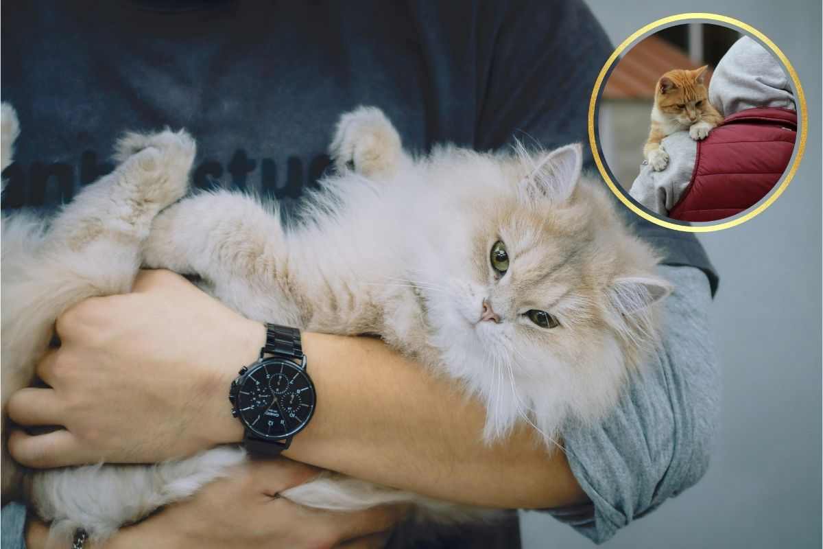 gatto in braccio al suo padrone