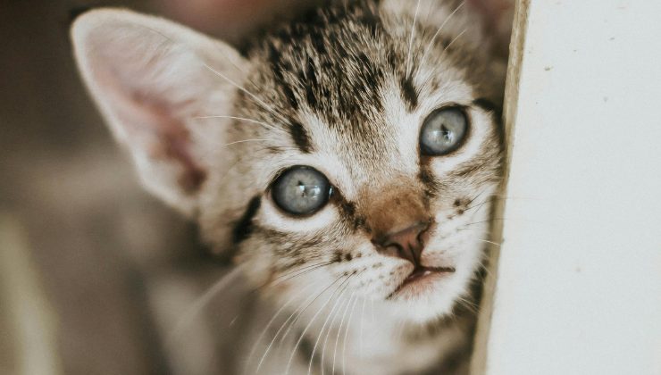 Un gatto si intrufola su un aereo in volo