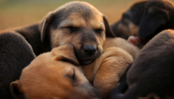 i 5 cuccioli salvati