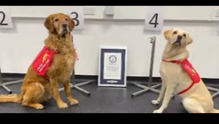 i cani annusano i tumori