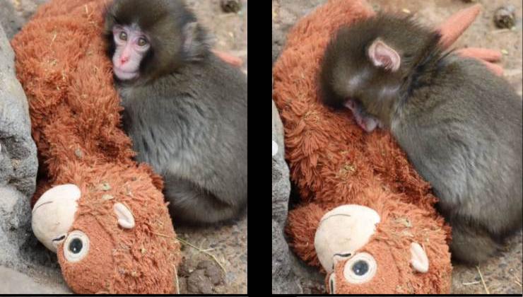 il Cucciolo di macaco trova conforto nel suo peluche