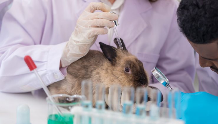 esperimenti sui conigli da laboratorio