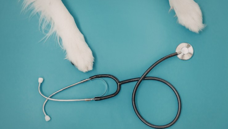 il cane Noah dal veterinario