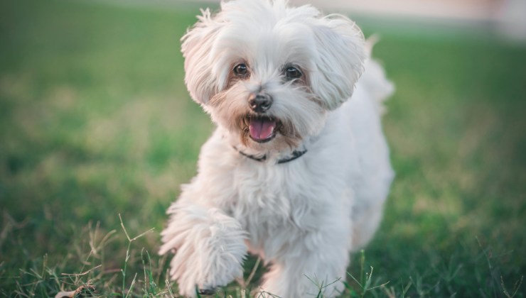il cane Noah non riusciva a stare in piedi