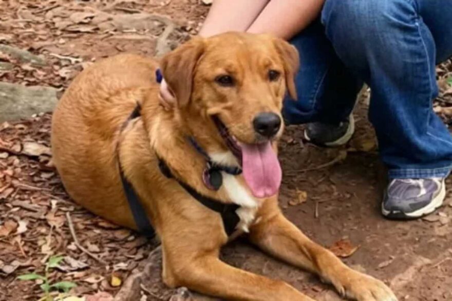 il cane scopre la malattia della sua umana