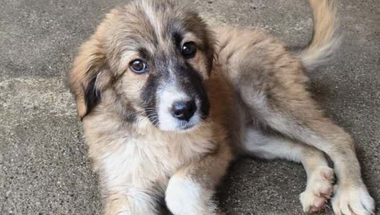 il cucciolo Simba tra le macerie di Gaza