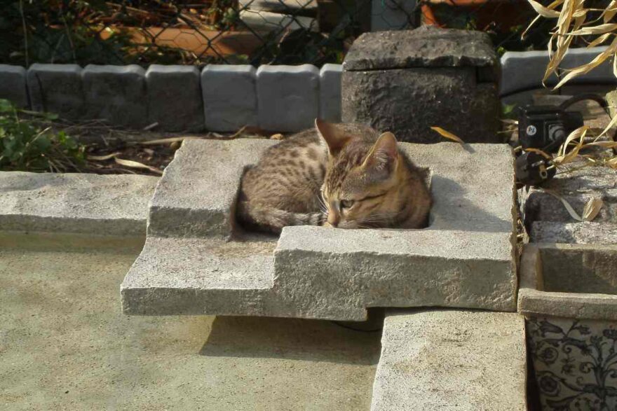 il gatto del cimitero