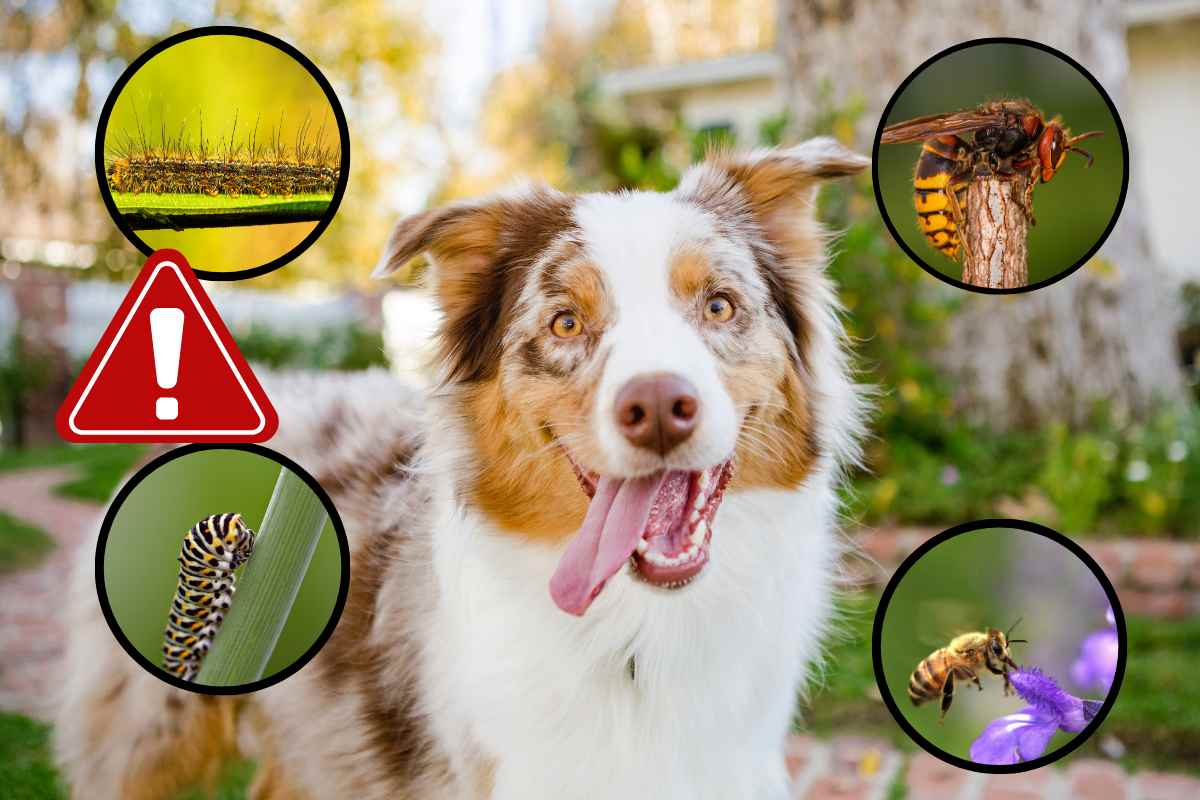 insetti pericolosi per il cane