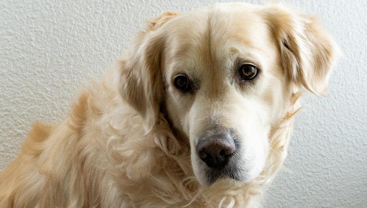 la cagnolina triste per la morte del suo cucciolo