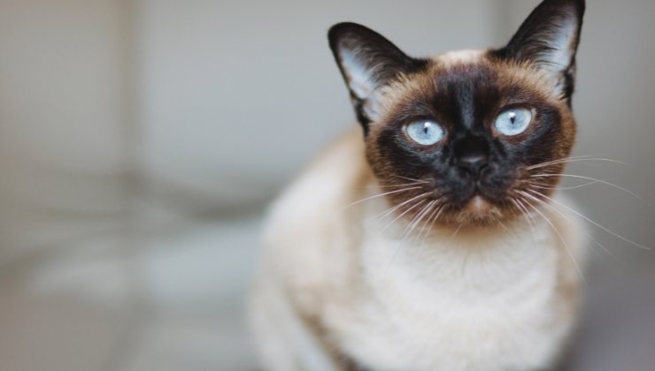 la gatta Ciacola di Gino Paoli