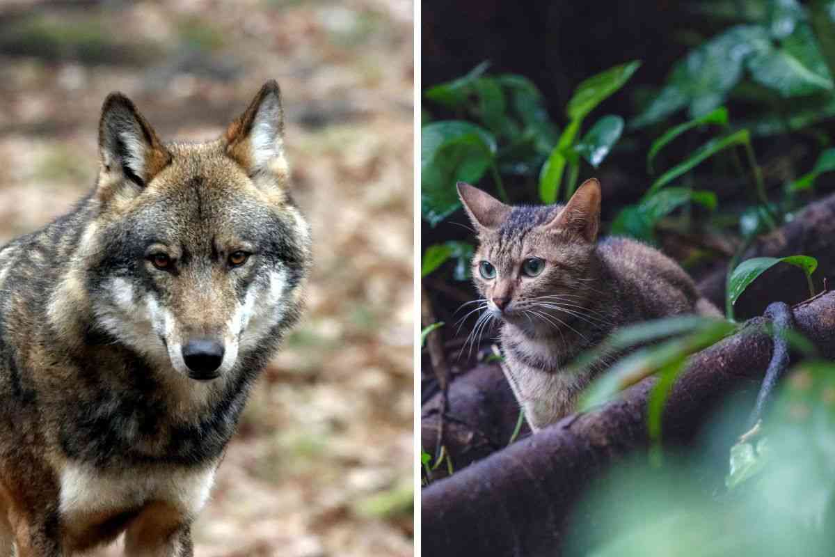 lupo e gatto